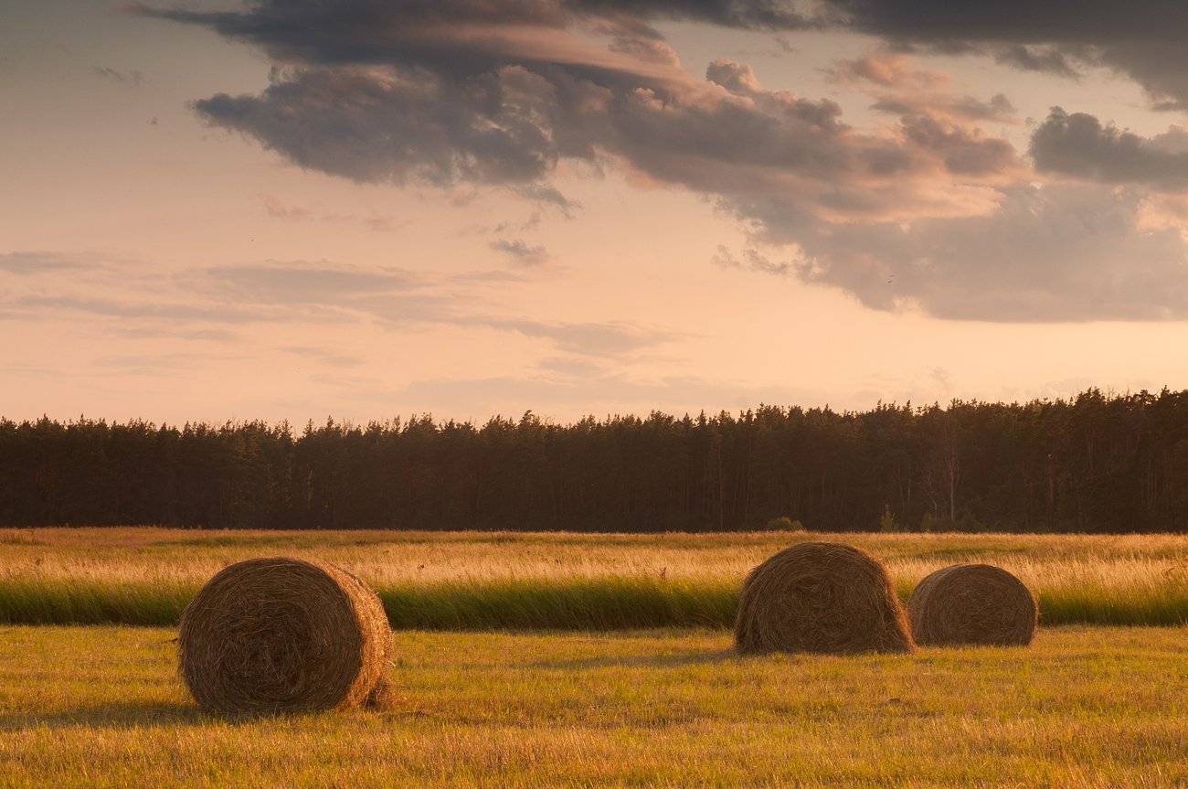 лохин остров, сено, Казаков Петр