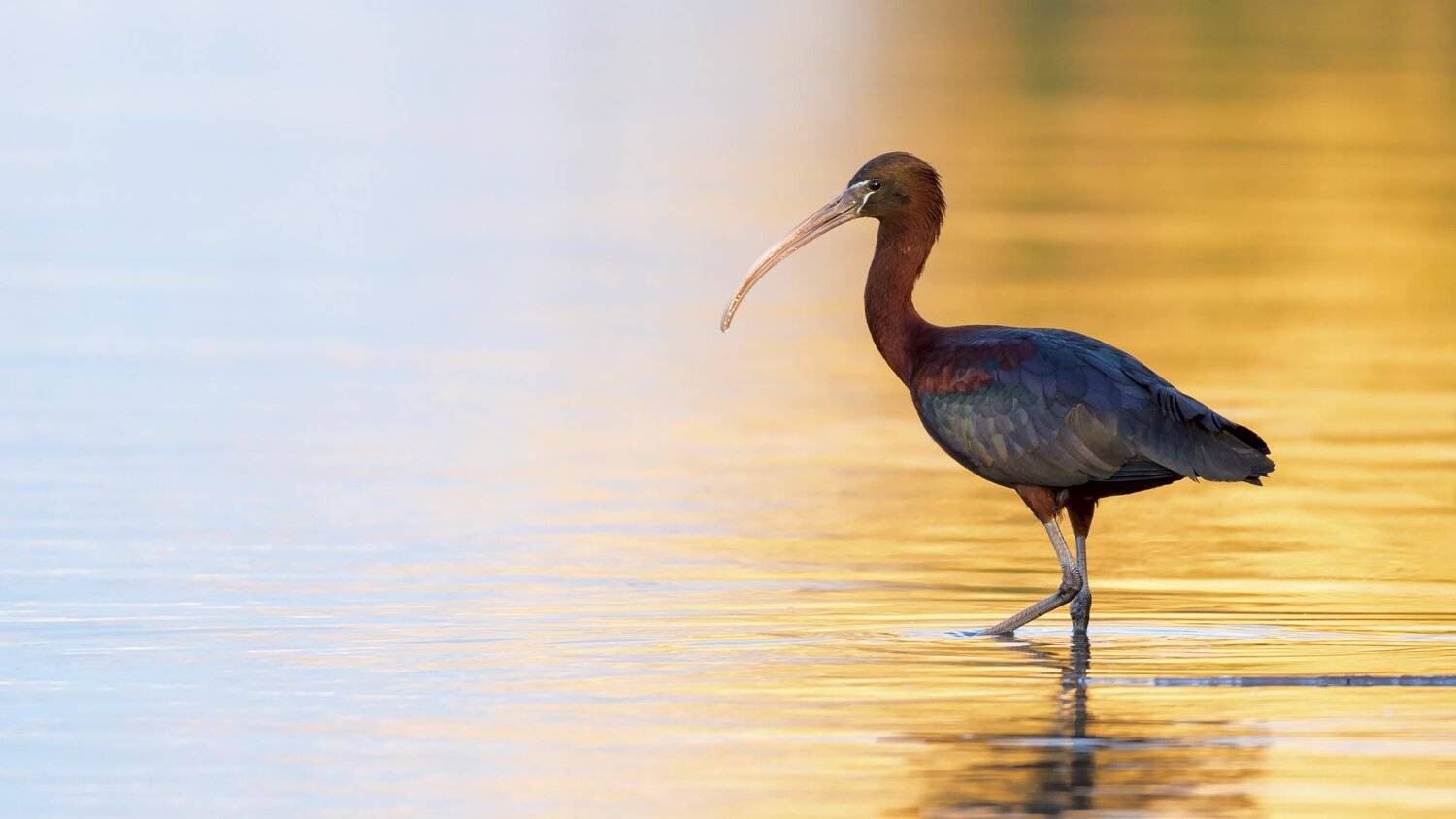 каравайка,птицы,птица,природа,животные,дикие птицы,фотоохота, Александр Иванов