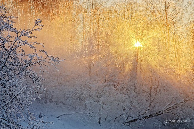 Зима, Истра, Лучи солнца, Подмосковье, Солнце Луч солнца золотого... фото превью