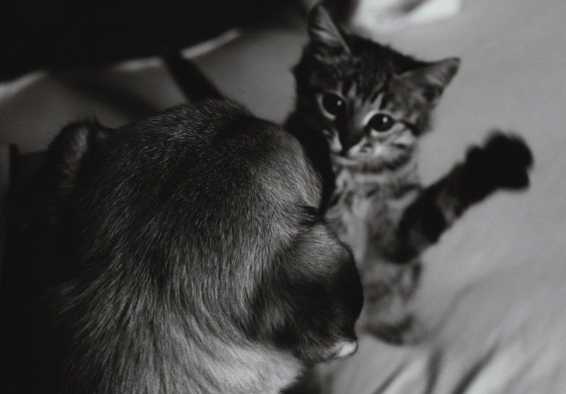 Кот и Пес =) фото превью