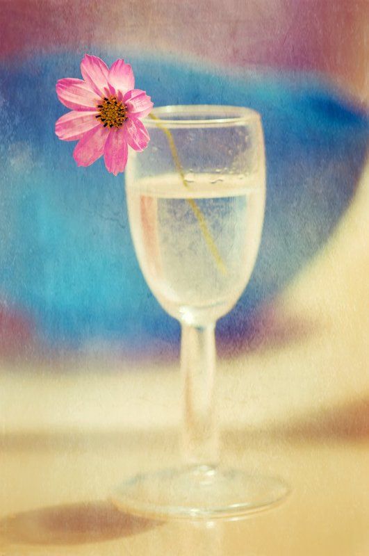 про одинокую космейку фото превью