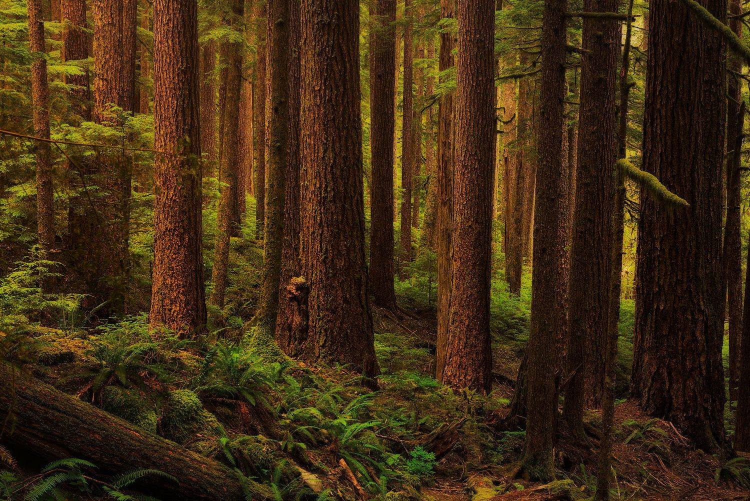 hoh, rainforest, washington, olympic, peninsula, usa, america, деревья, лес, папоротник, тропический лес, америка, Бахышев Сафар
