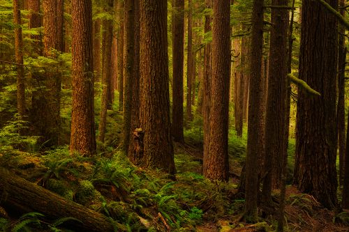 Glow Rainforest