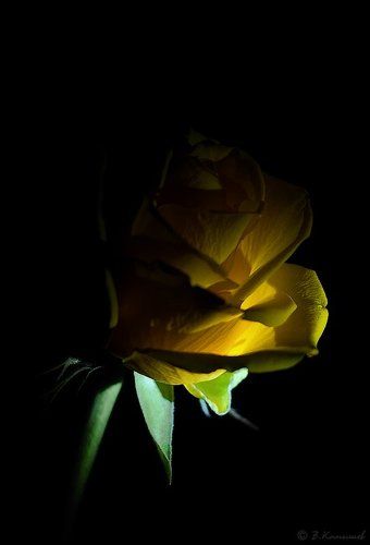 И это всё о ней...