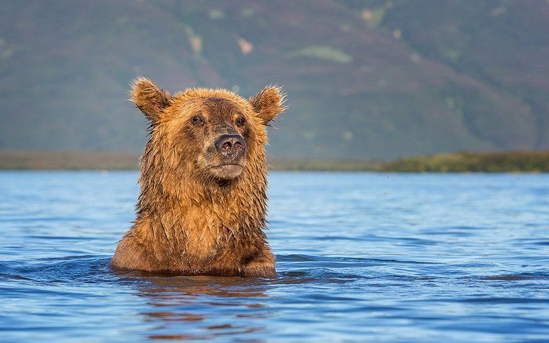 Камчатка, медведи Портрет медведицы фото превью