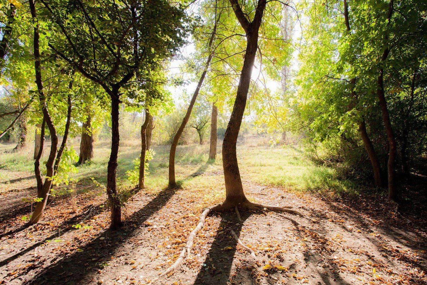 крым, лес, солнце, тени, лето, Александр Аседач