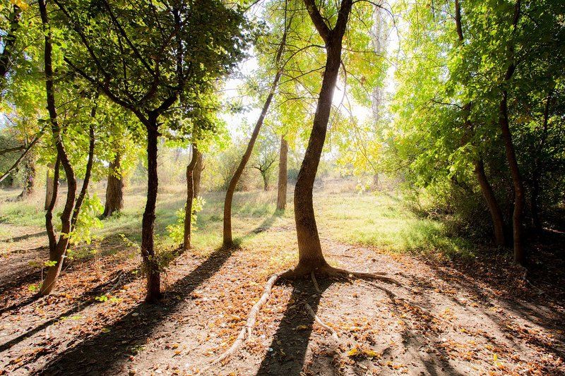 крым, лес, солнце, тени, лето Утро фото превью