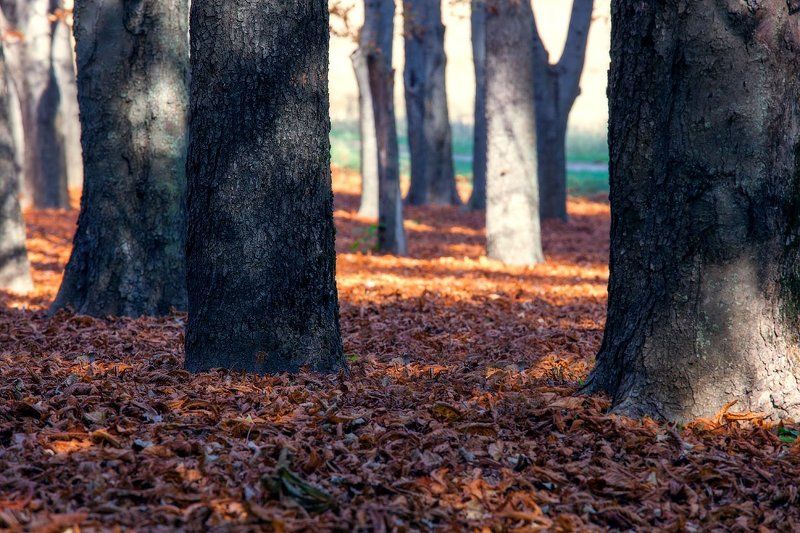 Красное одеяло фото превью