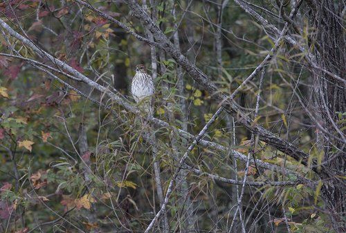 Полосатый ястреб - Sharp-shinned hawk