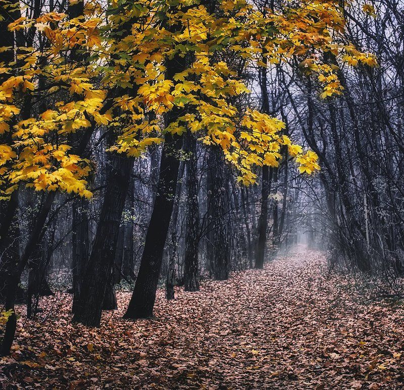 @ фото превью