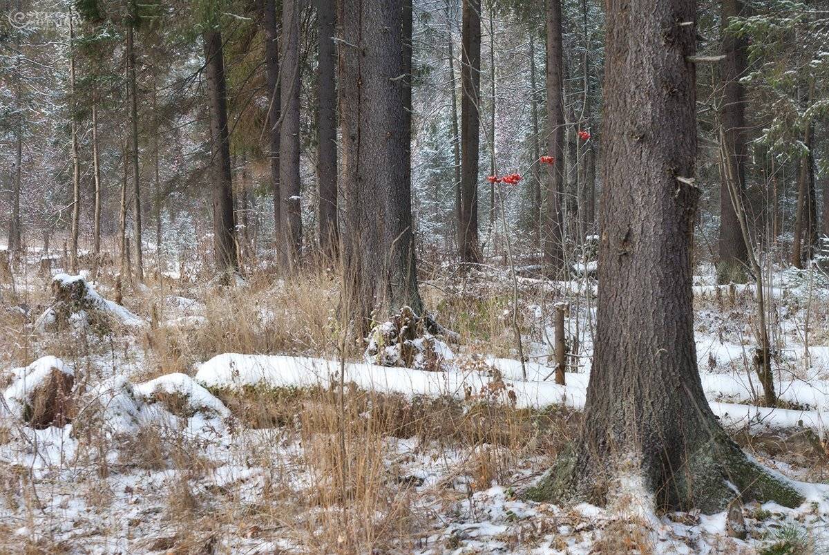 , Сергей Сотников