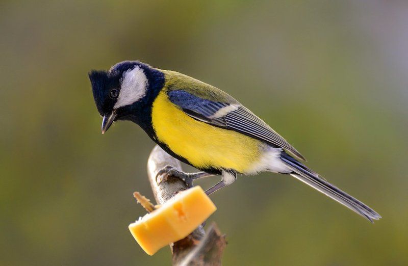 Королевское угощение фото превью
