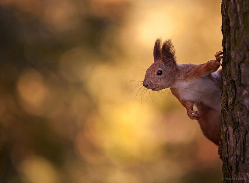 *** фото превью