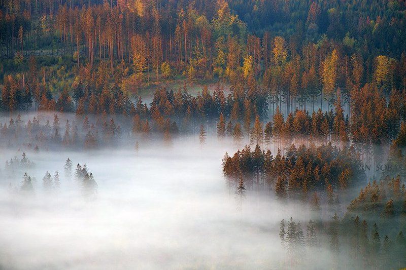 Misty forest фото превью