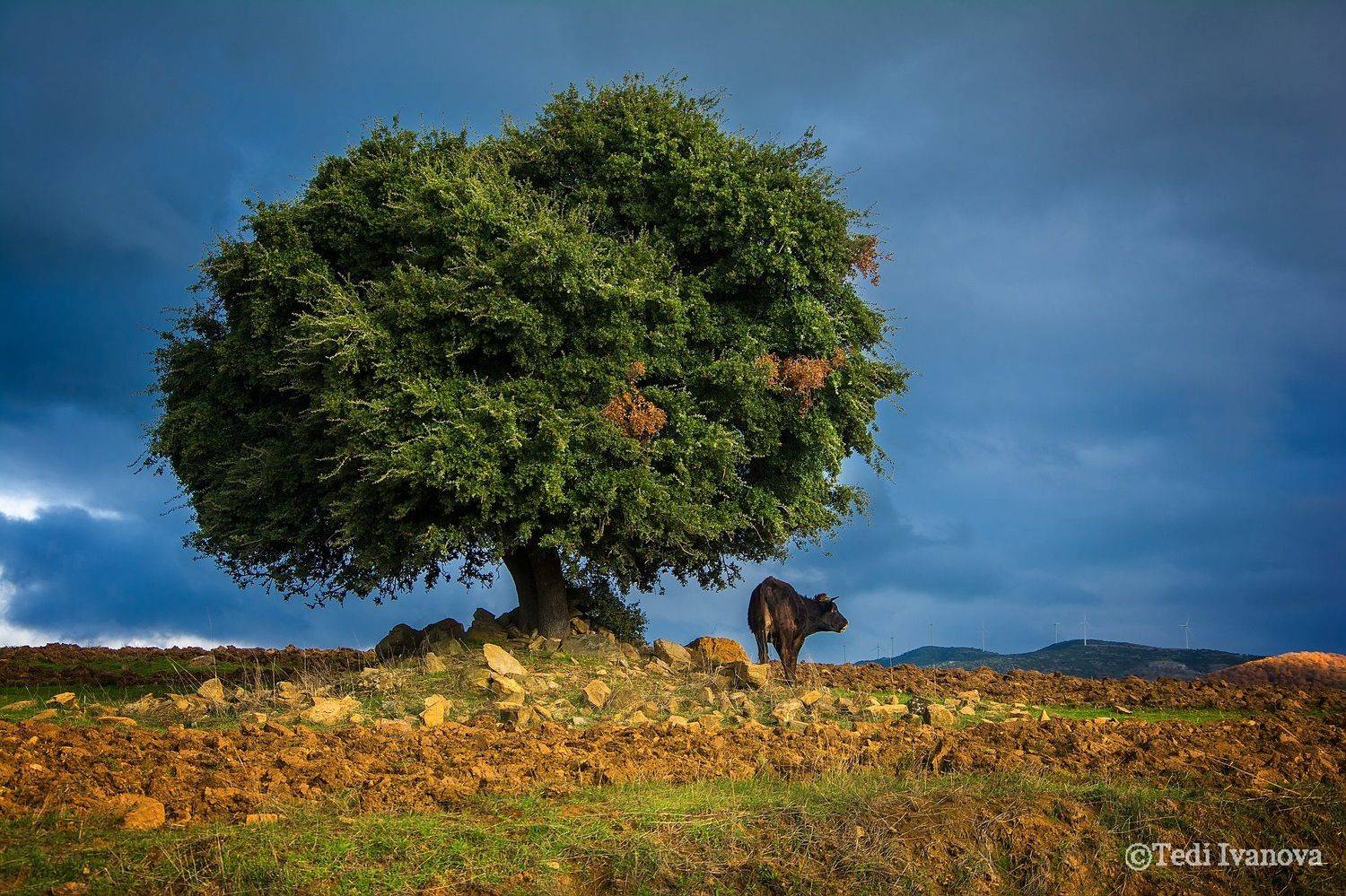 landscape, nature, Teodora Ivanova