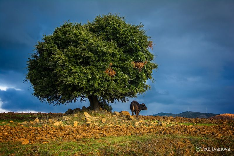 landscape, nature In the road фото превью