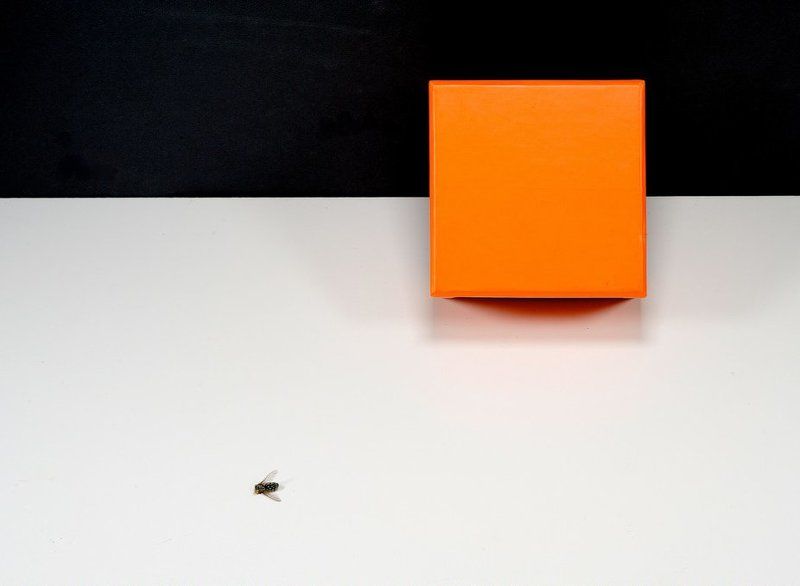 формула ломброзо, натюрморт, still life Формула Ломброзо фото превью