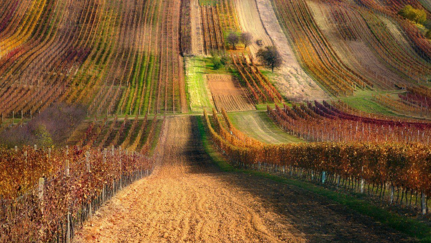 моравия, осень, виноградники, Cтанислав Малых