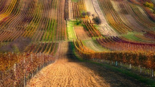 Моравский ковёр