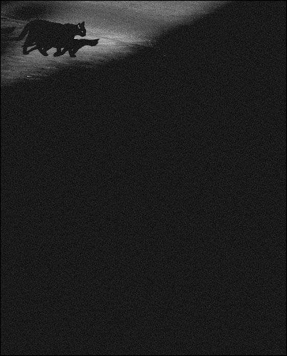 , Krzysztof Trojanowski