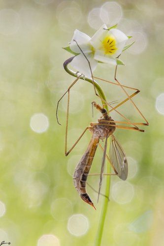 Tipula oleracea