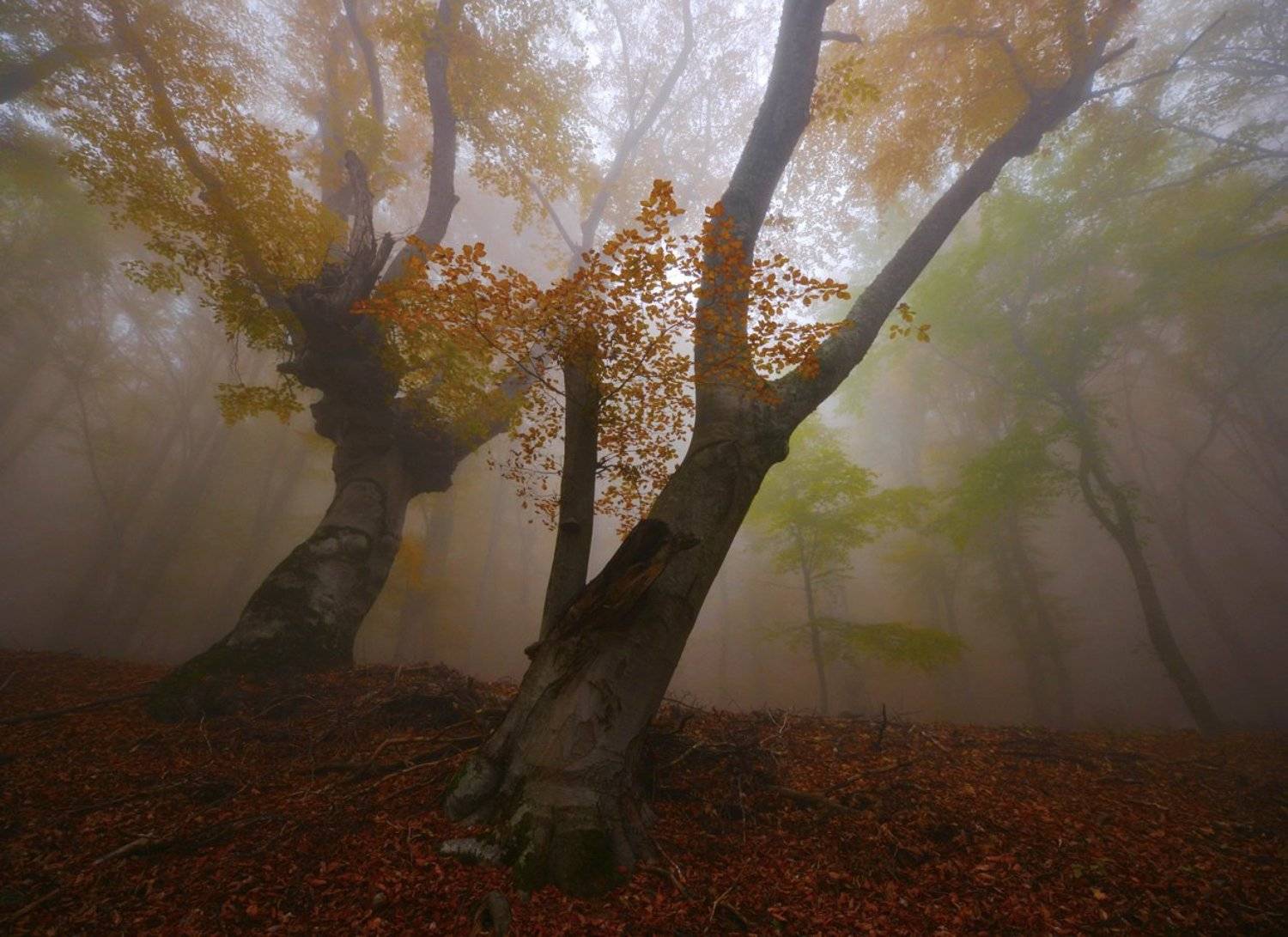 , Сергей Седов