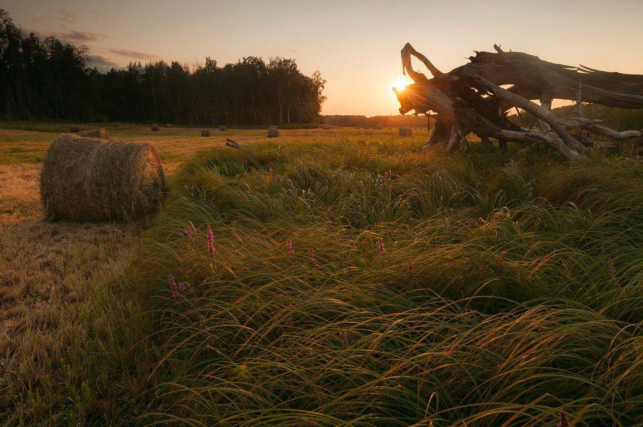 Лохин остров, сено, Казаков Петр