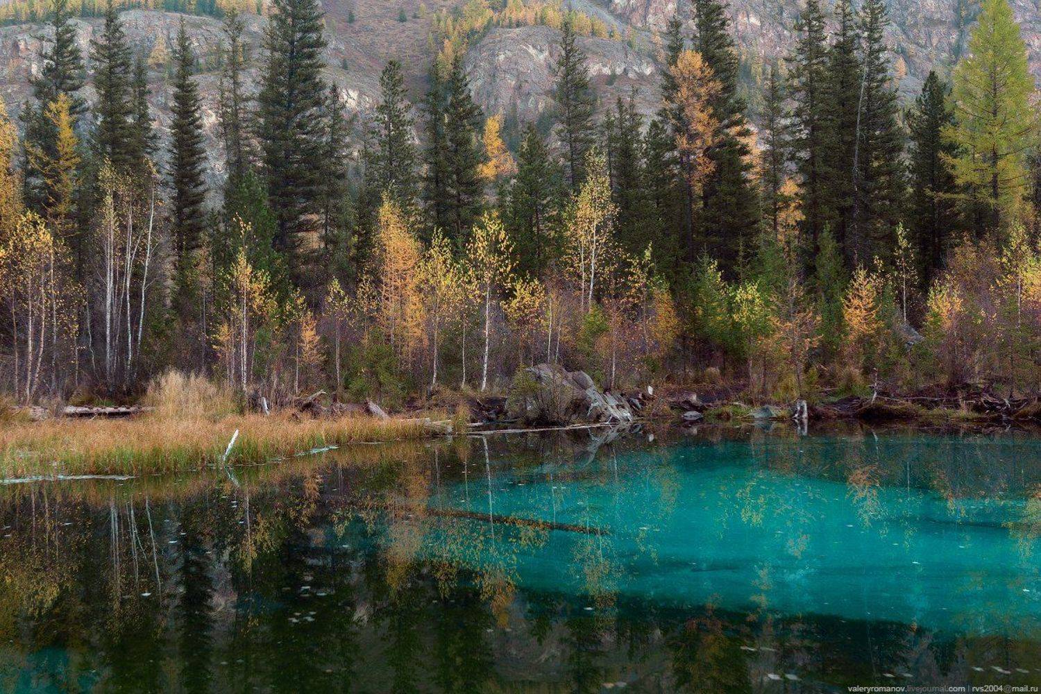 Гейзеровое озеро, Алтай, Россия, Гейзеровое, озеро, гейзер, голубой, глина, дерево, осень, лес, вода, пруд, , Валерий Романов