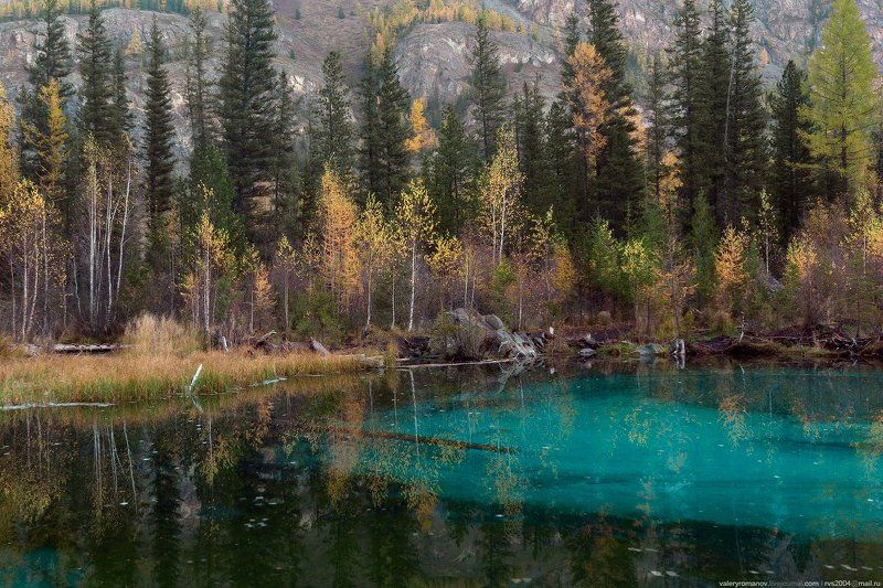 Гейзеровое озеро, Алтай, Россия, Гейзеровое, озеро, гейзер, голубой, глина, дерево, осень, лес, вода, пруд,  Гейзеровое озеро фото превью