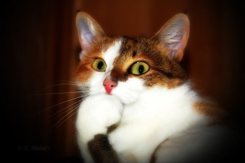 кот,кошка Пробы на роль.... фото превью