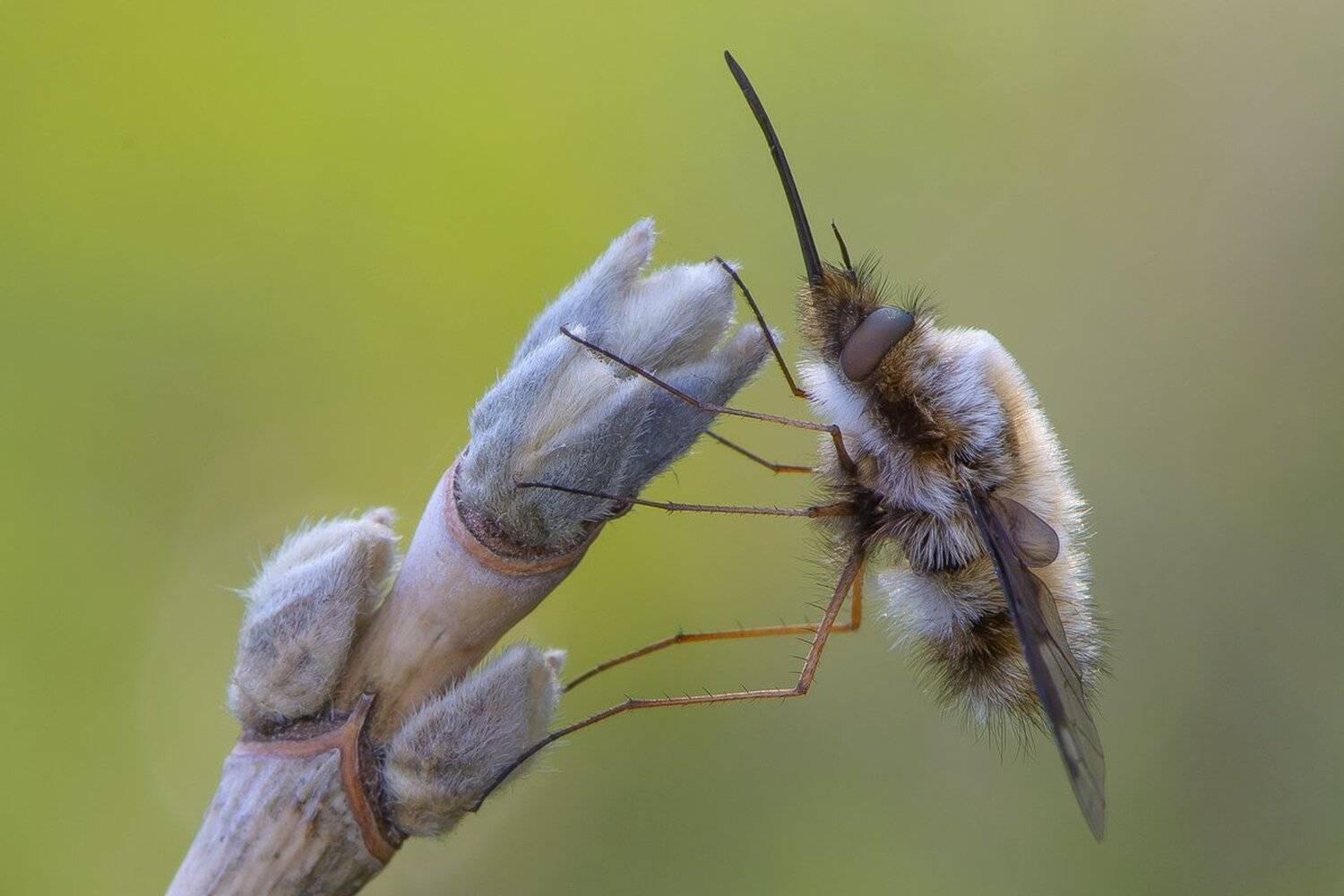 , Кузнецов Дмитрий