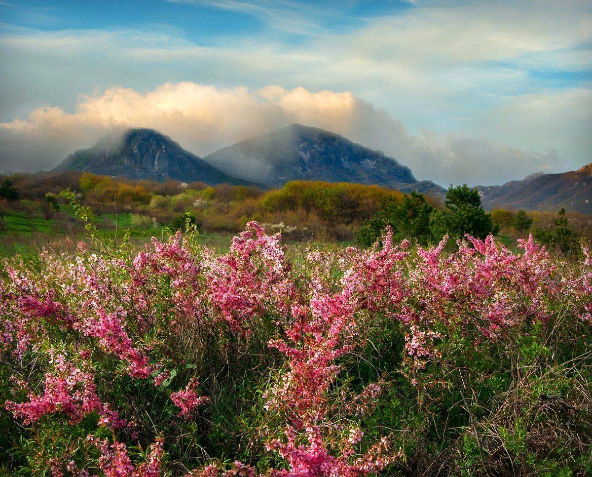 , Елена Брежицкая
