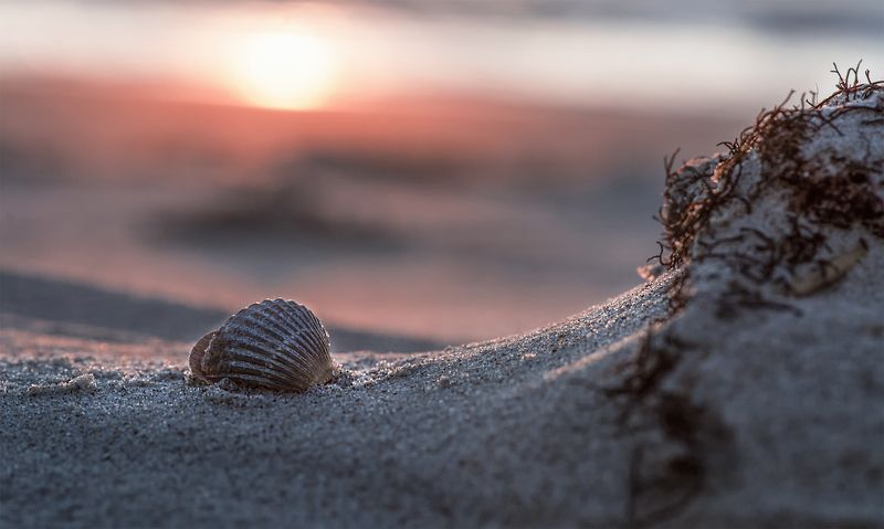 sea shells,dunes The sea shells story... фото превью