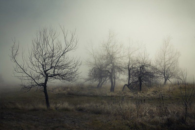 крым, горы, туман, мистика, облако, яйла, ай-петри, сад Туман на яйле фото превью