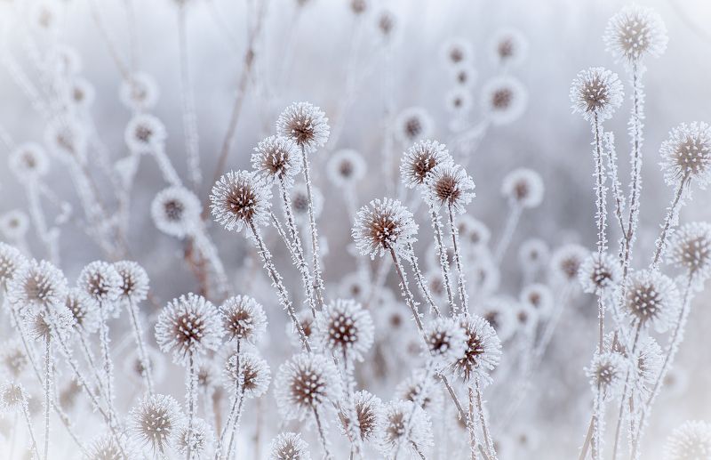 winter, snow, flower, bokeh, dandelition Зимние одуванчики фото превью