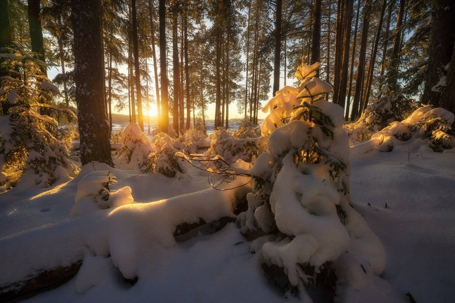 , Устюжанин Михаил