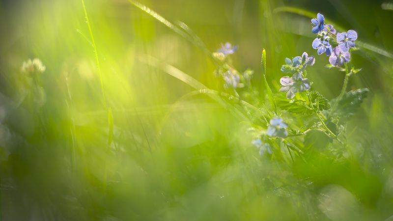 Цветы,растения,природа,макро,flower, bokeh,macro Краски лета фото превью
