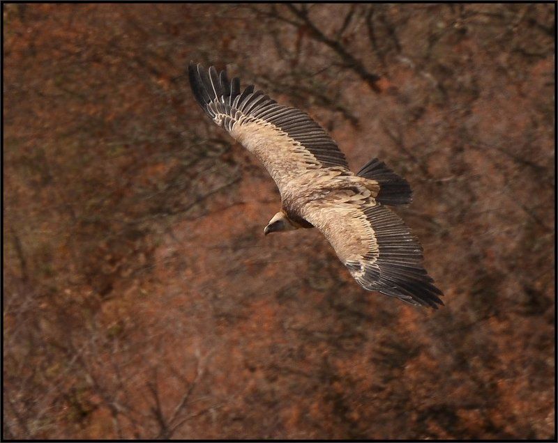 Белоголовый сип фото превью
