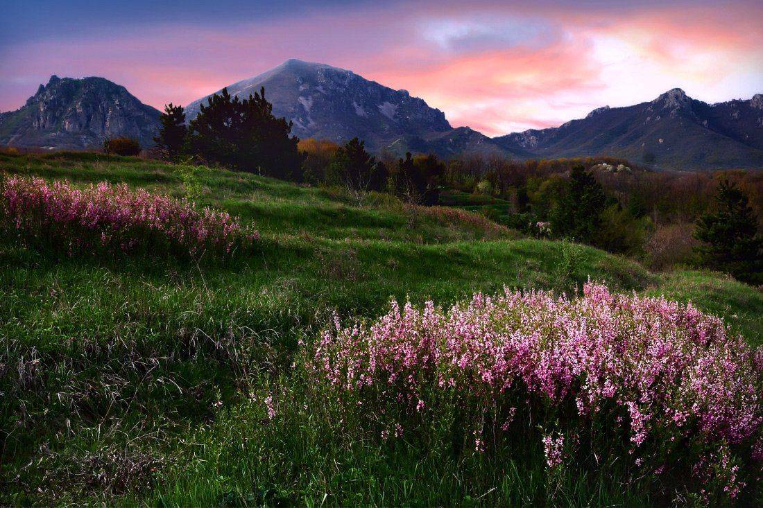 вереск, весна, бештау, Елена Брежицкая