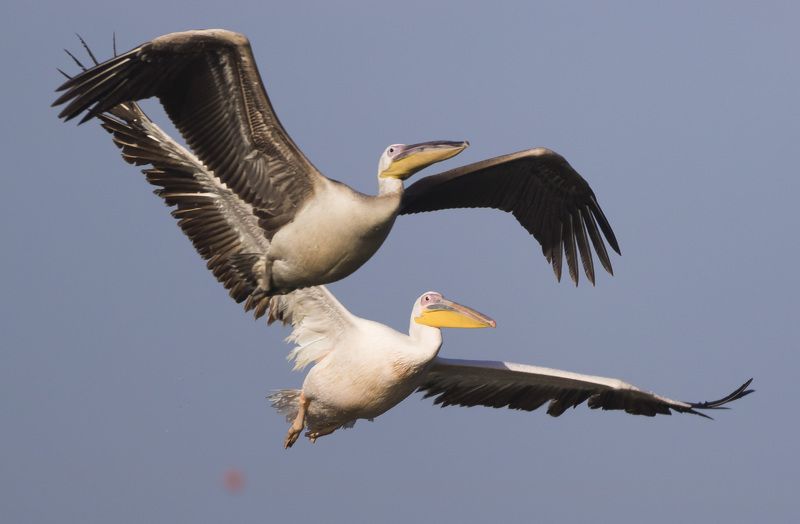 birds israel pelicans twins фото превью
