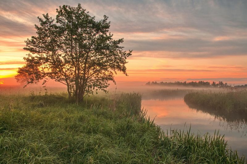 Приходил туман украдкой рано утром, на заре... фото превью
