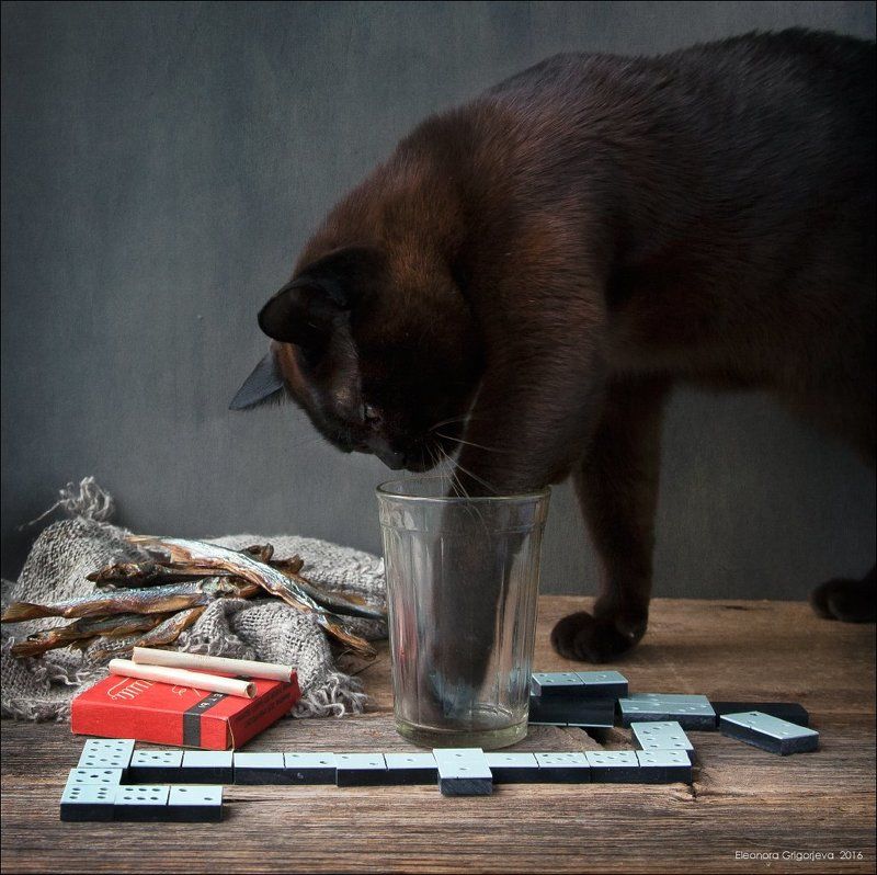 Бурма, Вобла, Домино, Кот, Натюркотики, Пиво, Прима, Рыба, Стакан Губит котов не пиво... фото превью