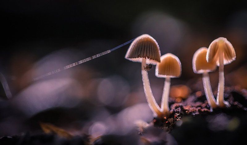 Фонарщик фото превью