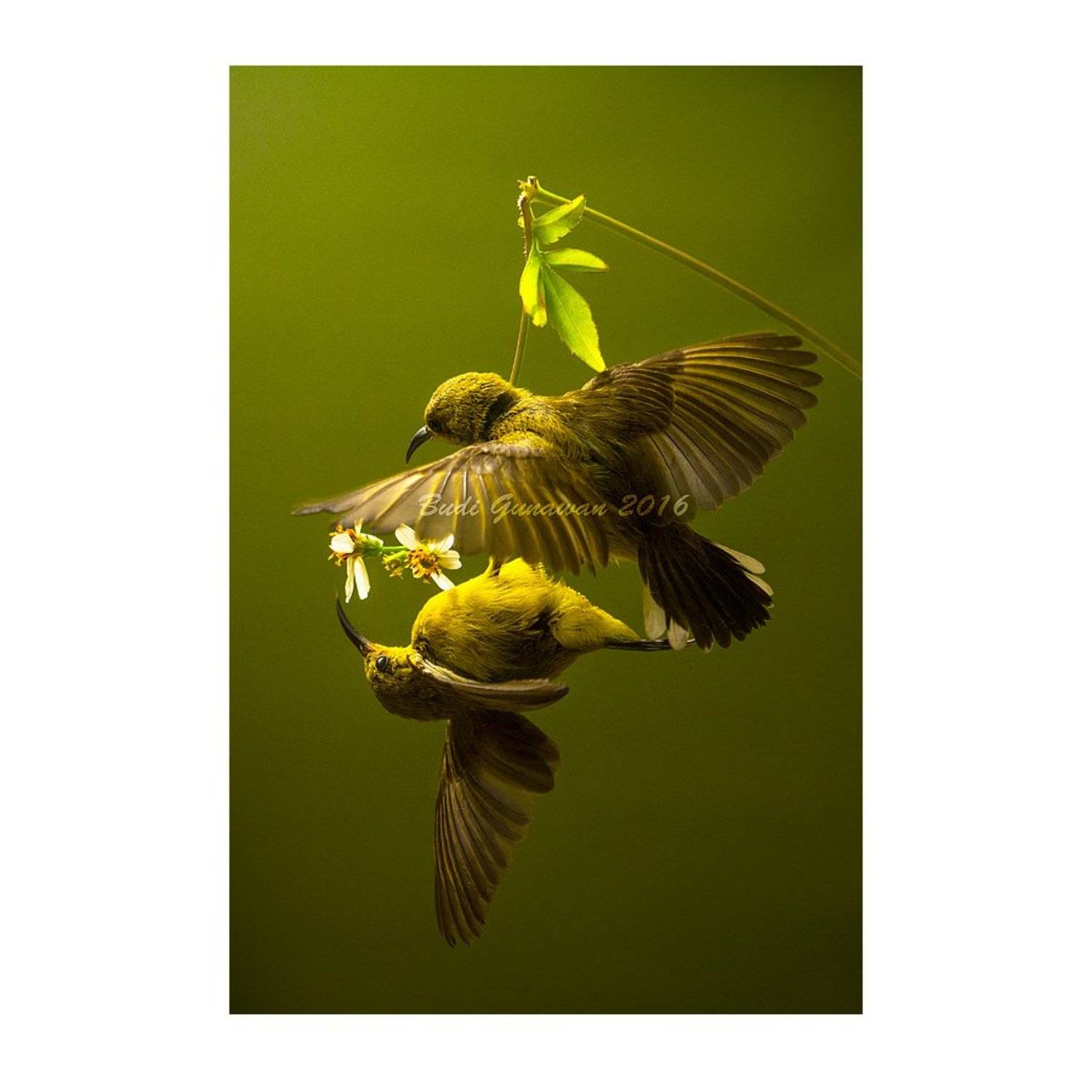 bird, couple, aves, Budi Gunawan