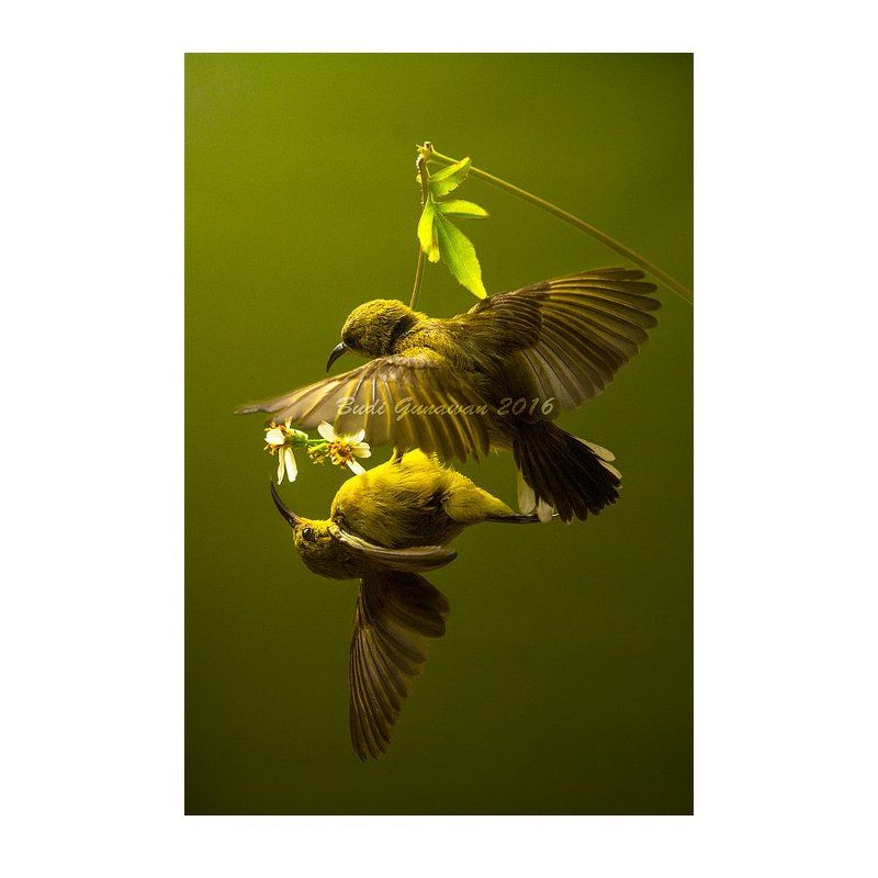 bird, couple, aves couple фото превью