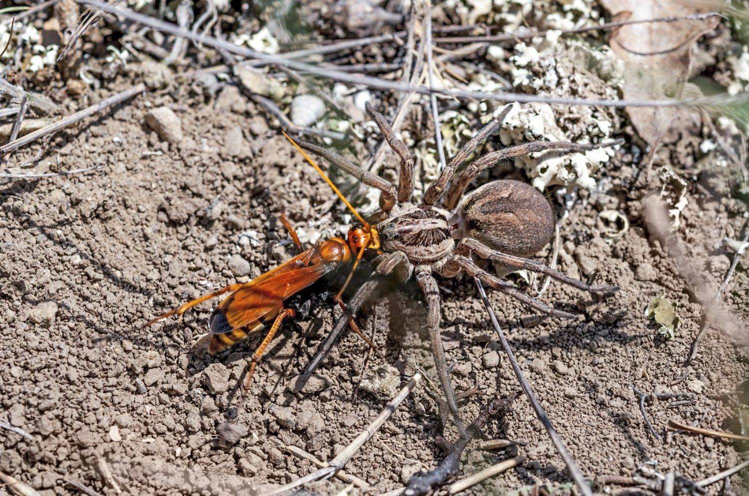 оса, тарантул, Сибирский Сергей