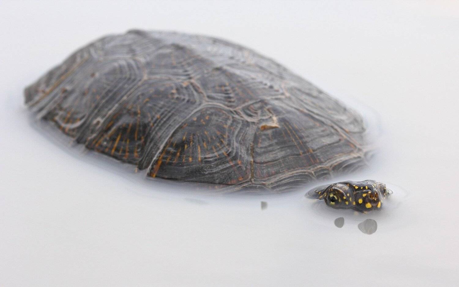 черепаха, болотная, emys, orbicularis, самарский лес, соленый лиман, Sergii Markov