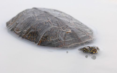 Молочные озера