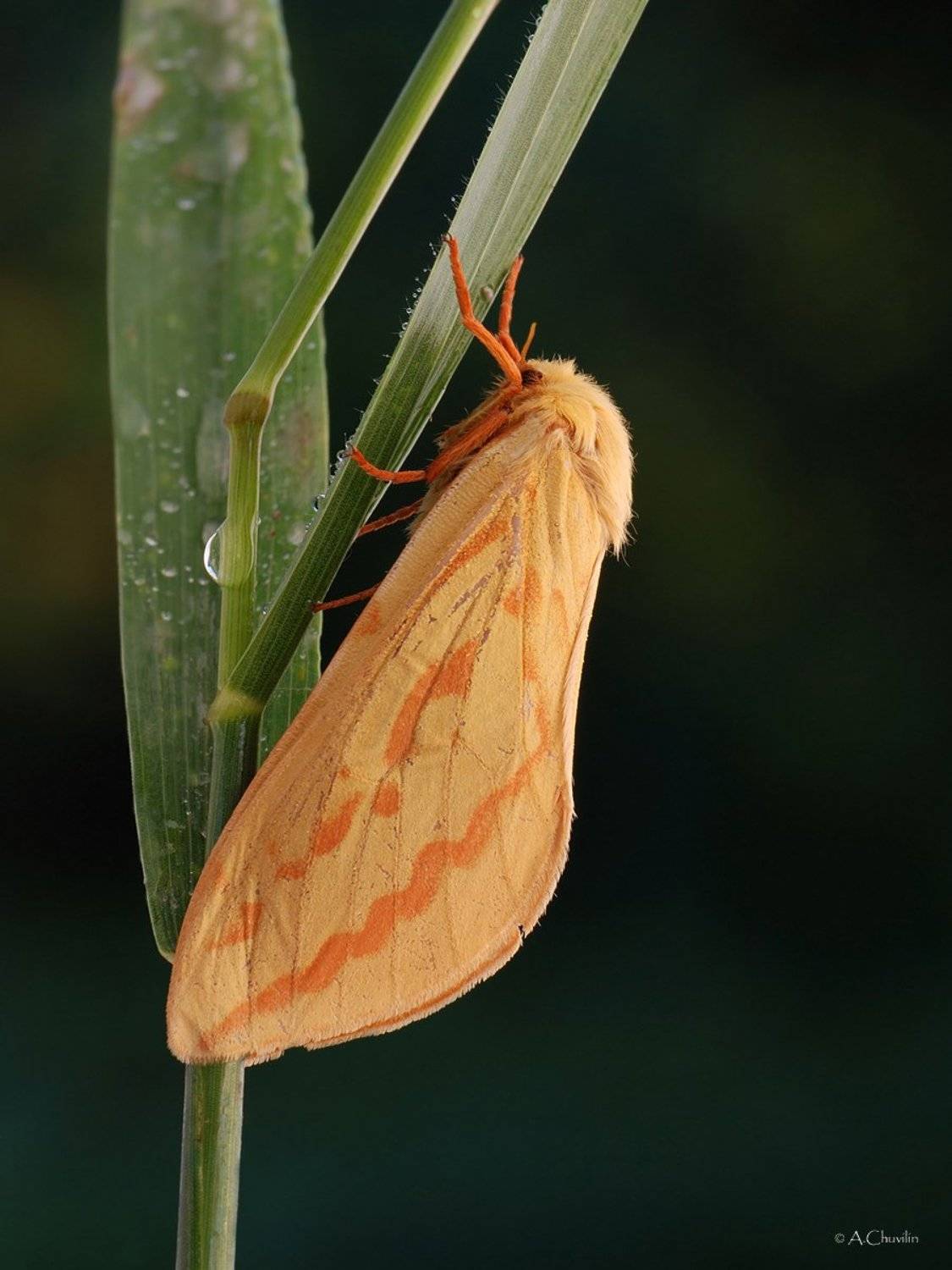 тонкопряд хмелёвый бабочка, Александр Чувилин