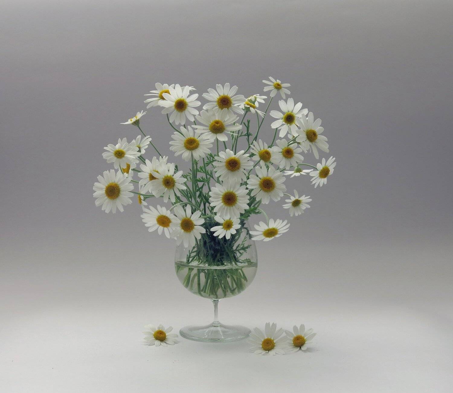 ромашка, цветок, лето, растение, природа, светлый, арт, дизайн, бокал, Елена